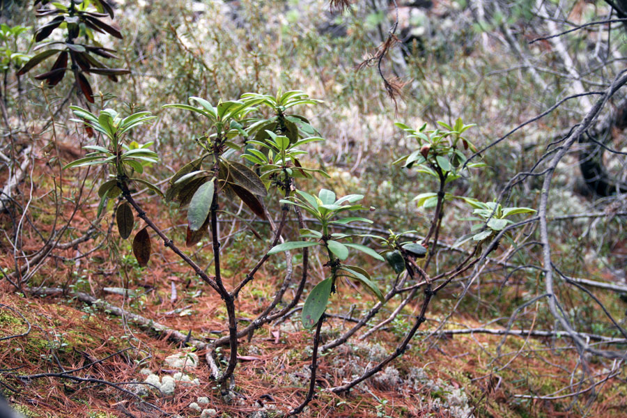 Image of Rhododendron aureum specimen.