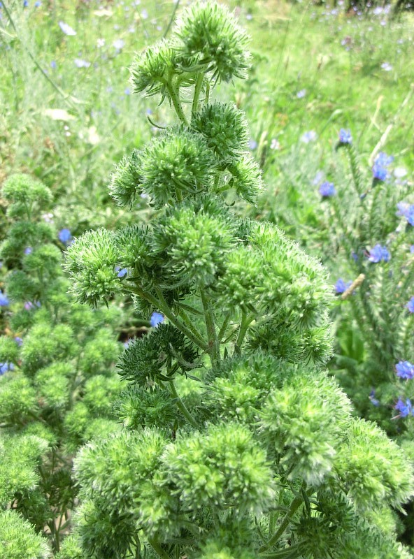 Image of Echium vulgare specimen.