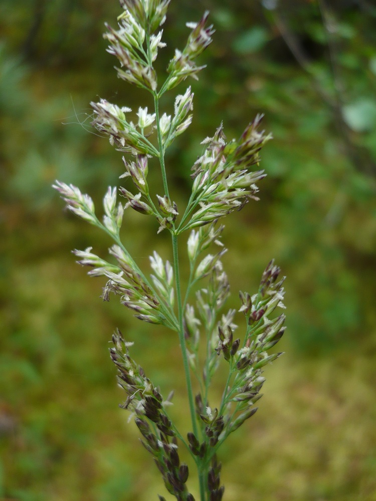 Image of familia Poaceae specimen.