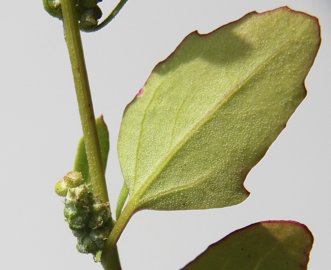 Image of Chenopodium album specimen.