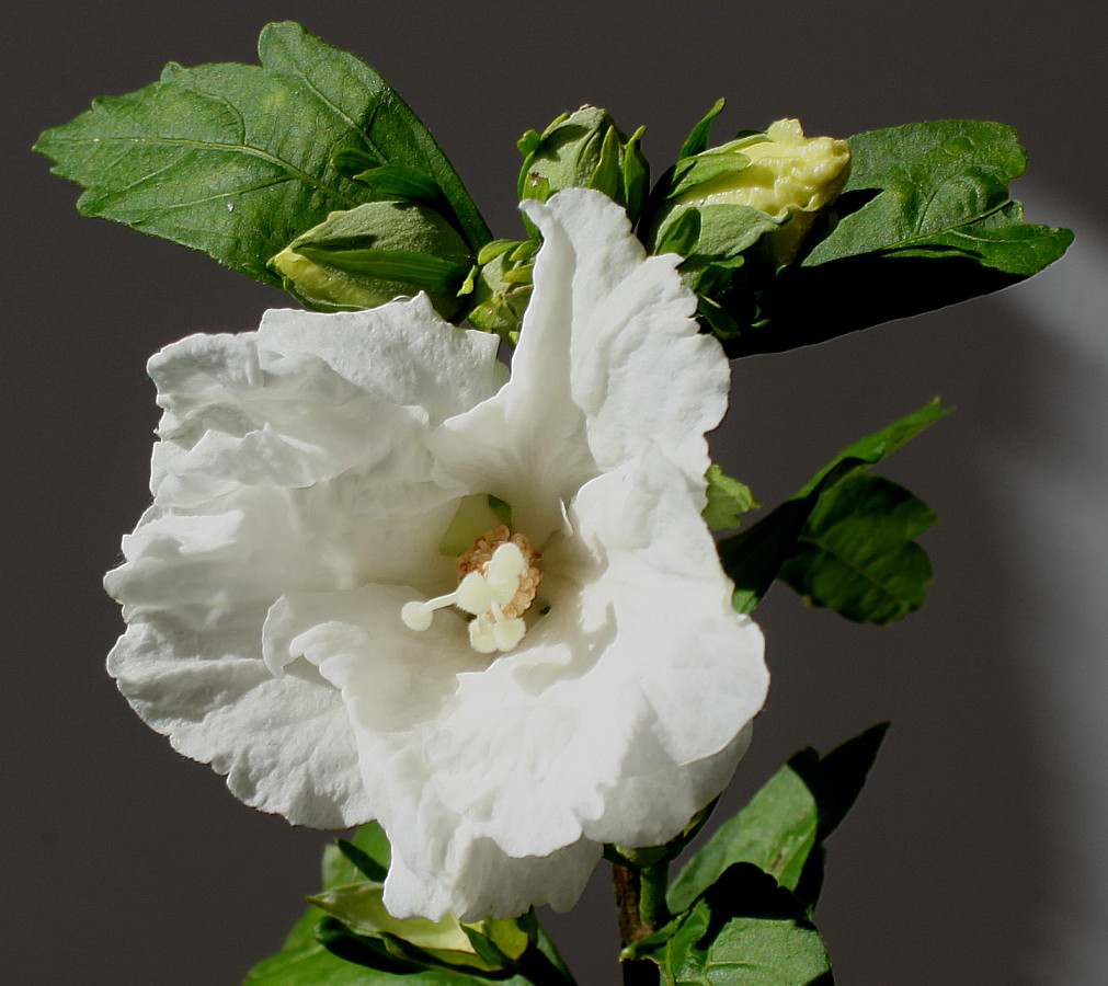 Image of Hibiscus syriacus specimen.