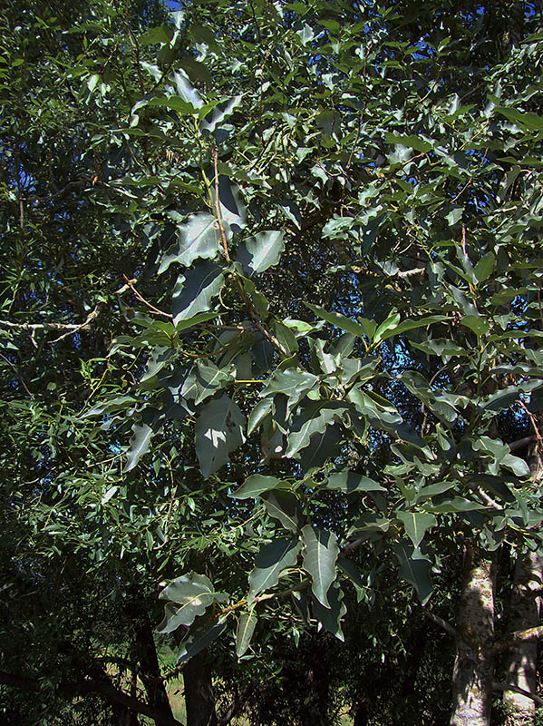 Изображение особи Populus laurifolia.