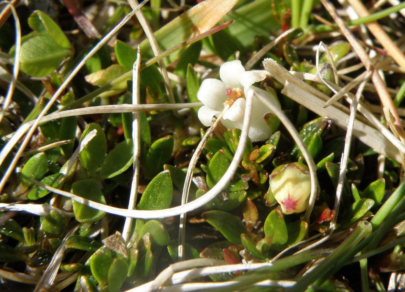 Image of genus Gaultheria specimen.