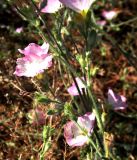 Convolvulus pilosellifolius. Побеги с цветками. Туркменистан, Мервский оазис, окраина хлопкового поля. Июнь 2012 г.