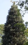 Chamaecyparis lawsoniana. Крона старого дерева ('Columnaris'). Германия, г. Krefeld, ботанический сад. 16.09.2012.