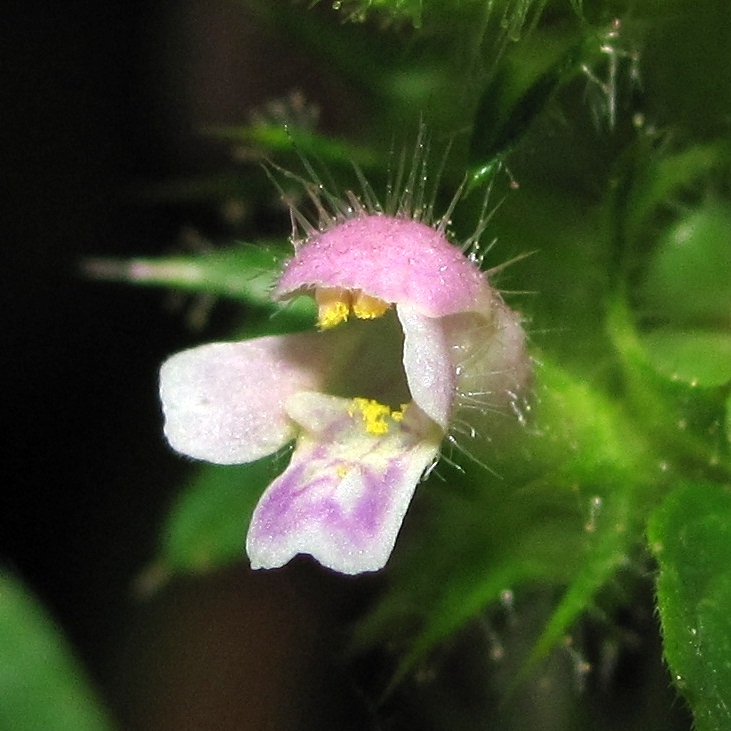 Image of Galeopsis bifida specimen.