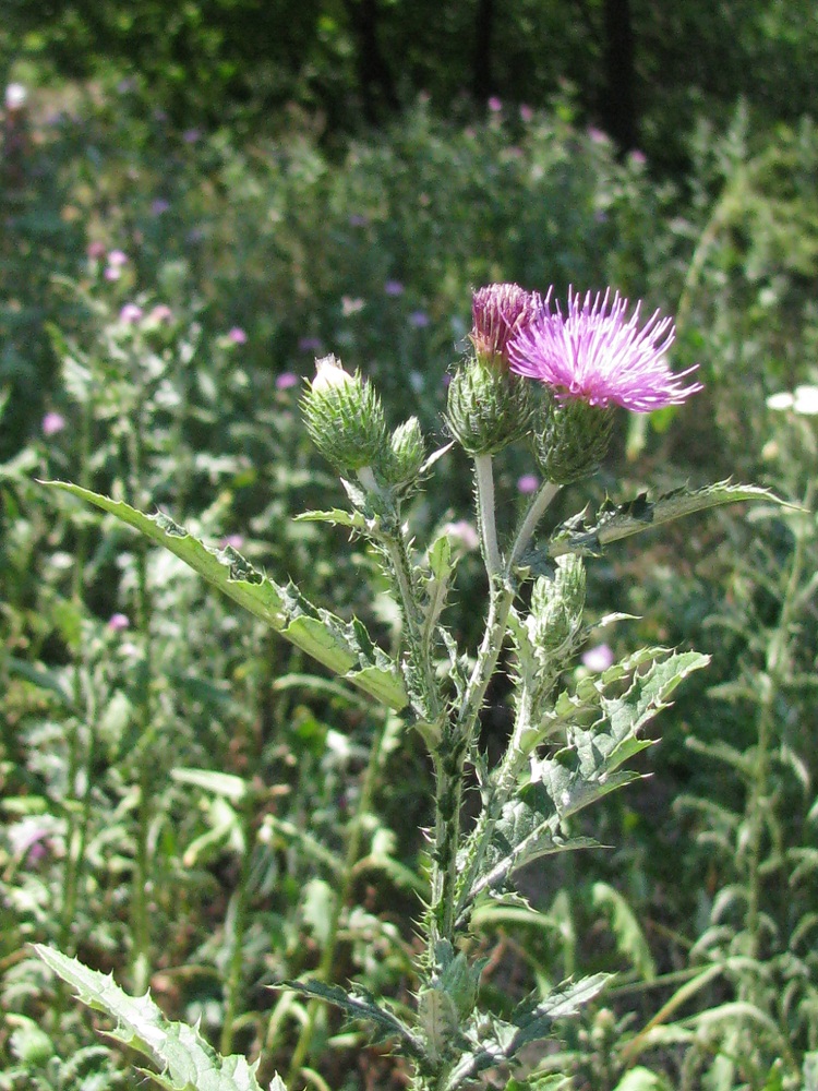 Image of Carduus crispus specimen.