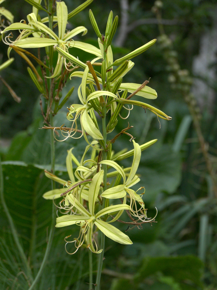 Image of Asphodeline liburnica specimen.