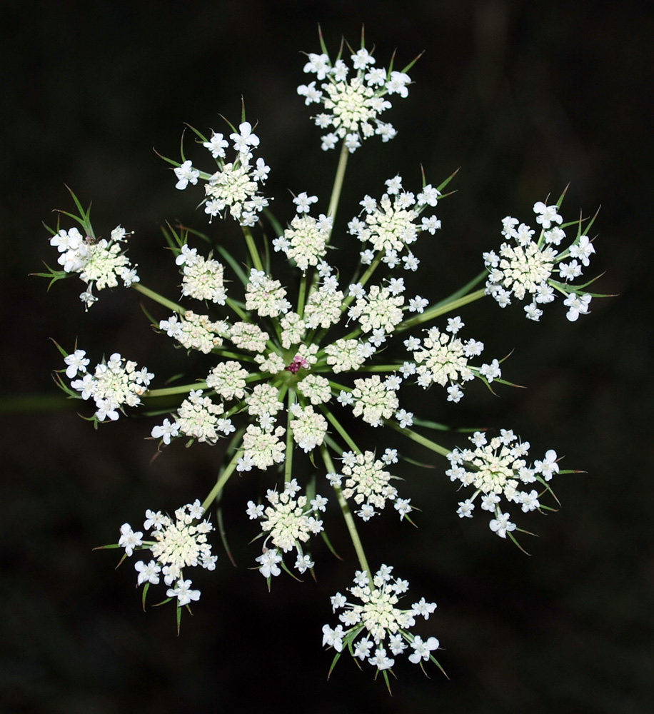 Image of Daucus carota specimen.