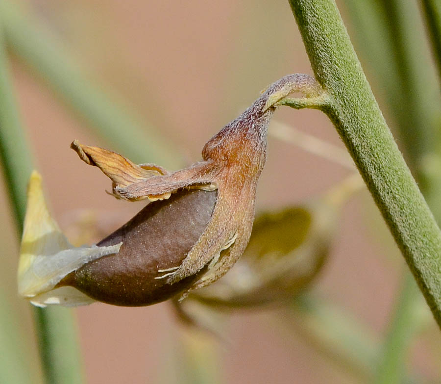 Изображение особи Crotalaria aegyptiaca.