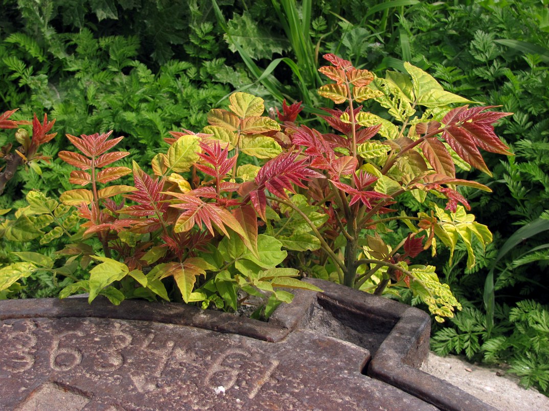 Image of Ailanthus altissima specimen.