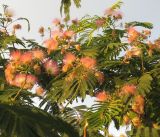 Albizia julibrissin