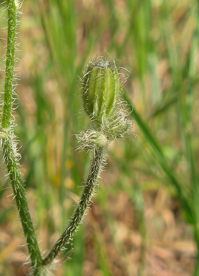 Image of Lagoseris sancta specimen.