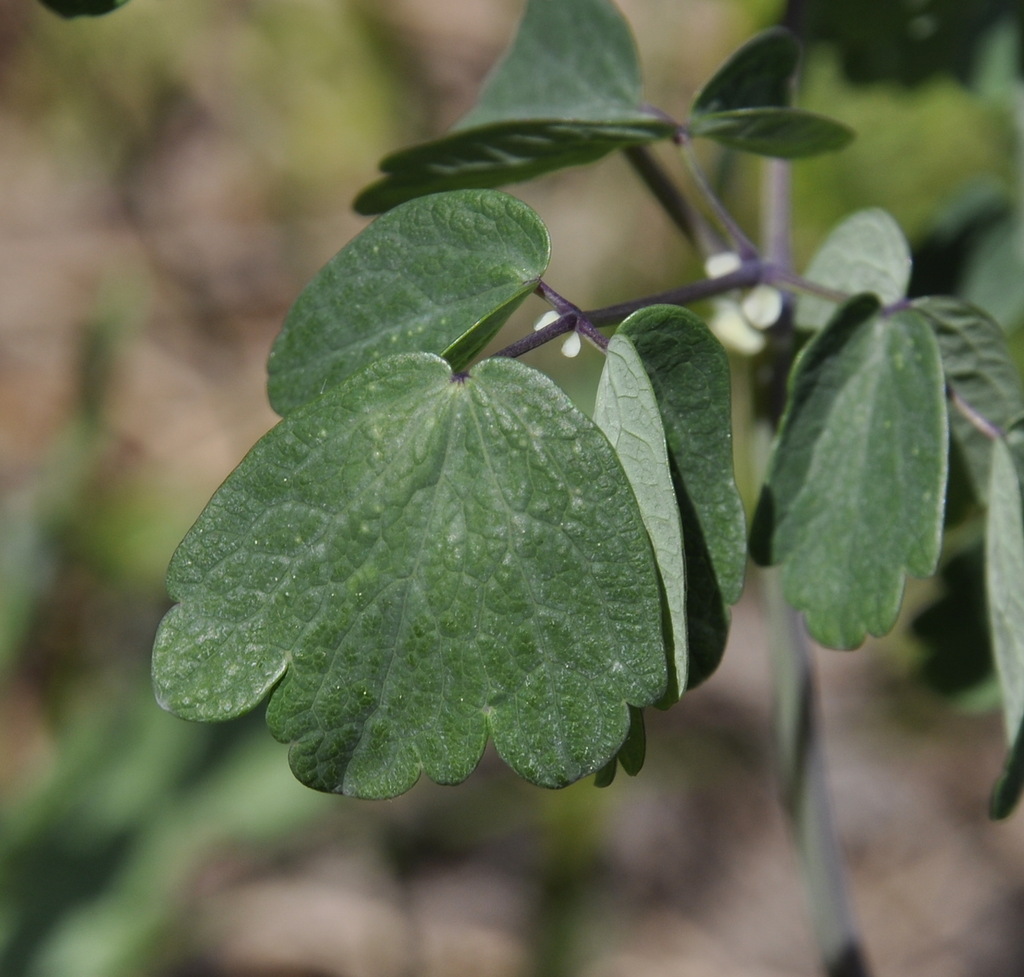 Image of Thalictrum aquilegiifolium specimen.