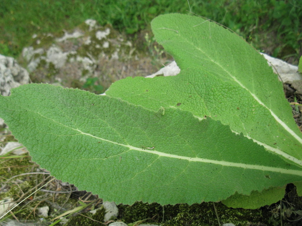 Изображение особи Verbascum phlomoides.