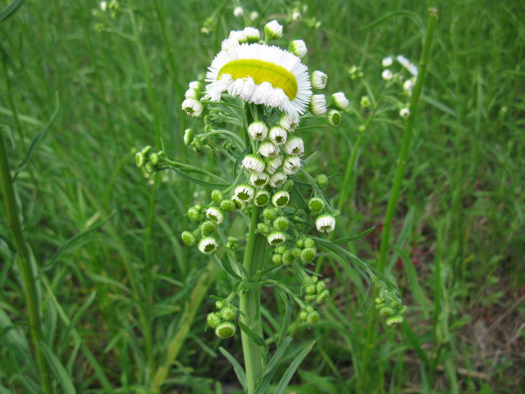 Image of Erigeron strigosus specimen.