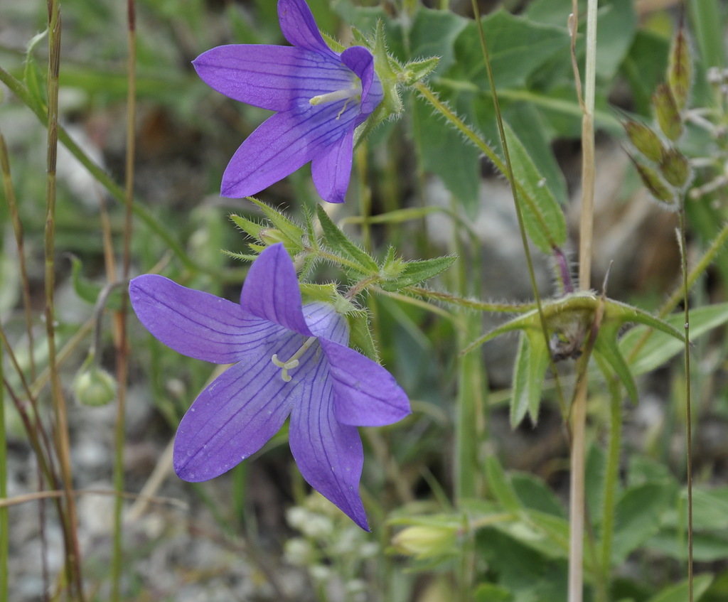 Image of Campanula scutellata specimen.