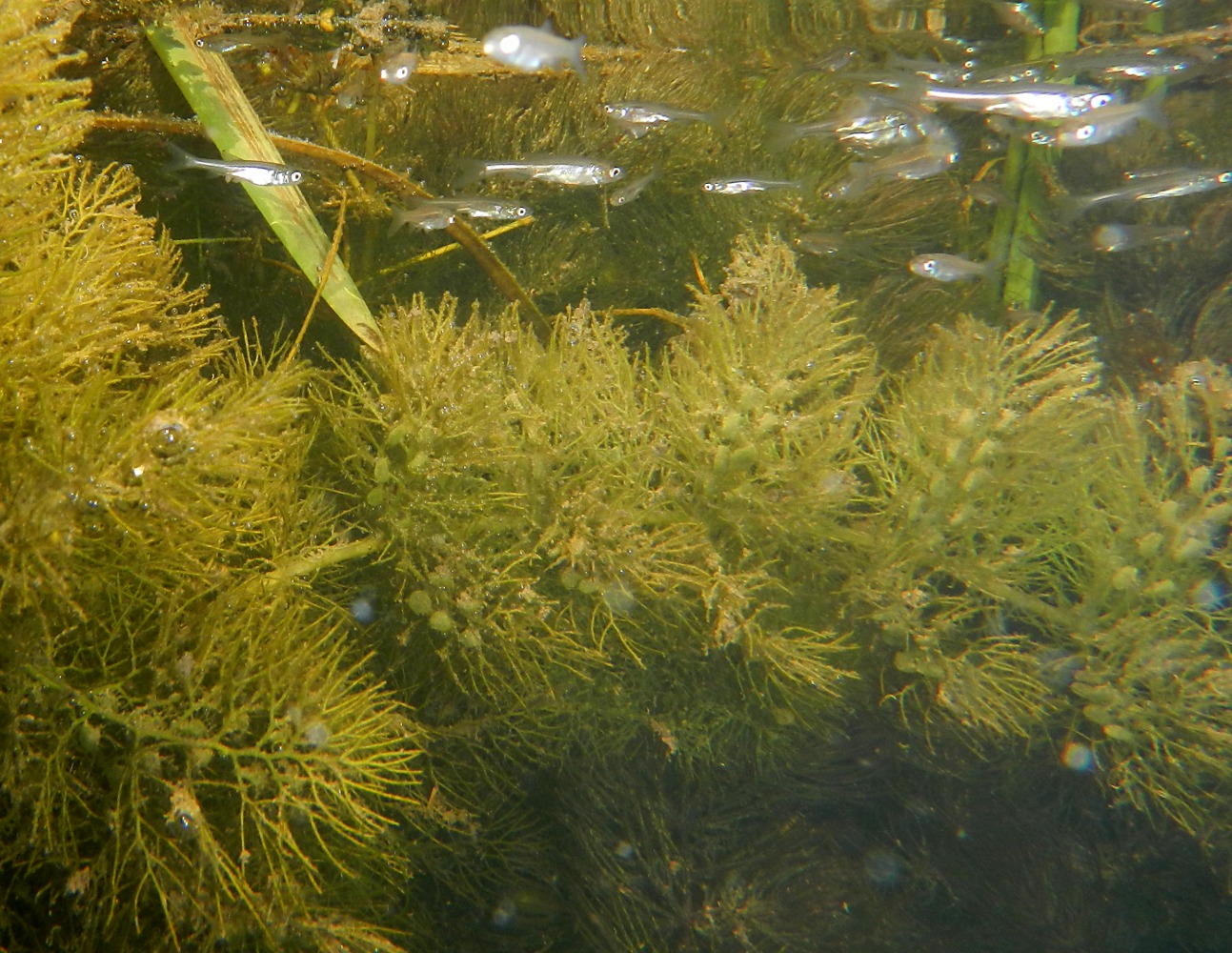 Image of Utricularia vulgaris specimen.