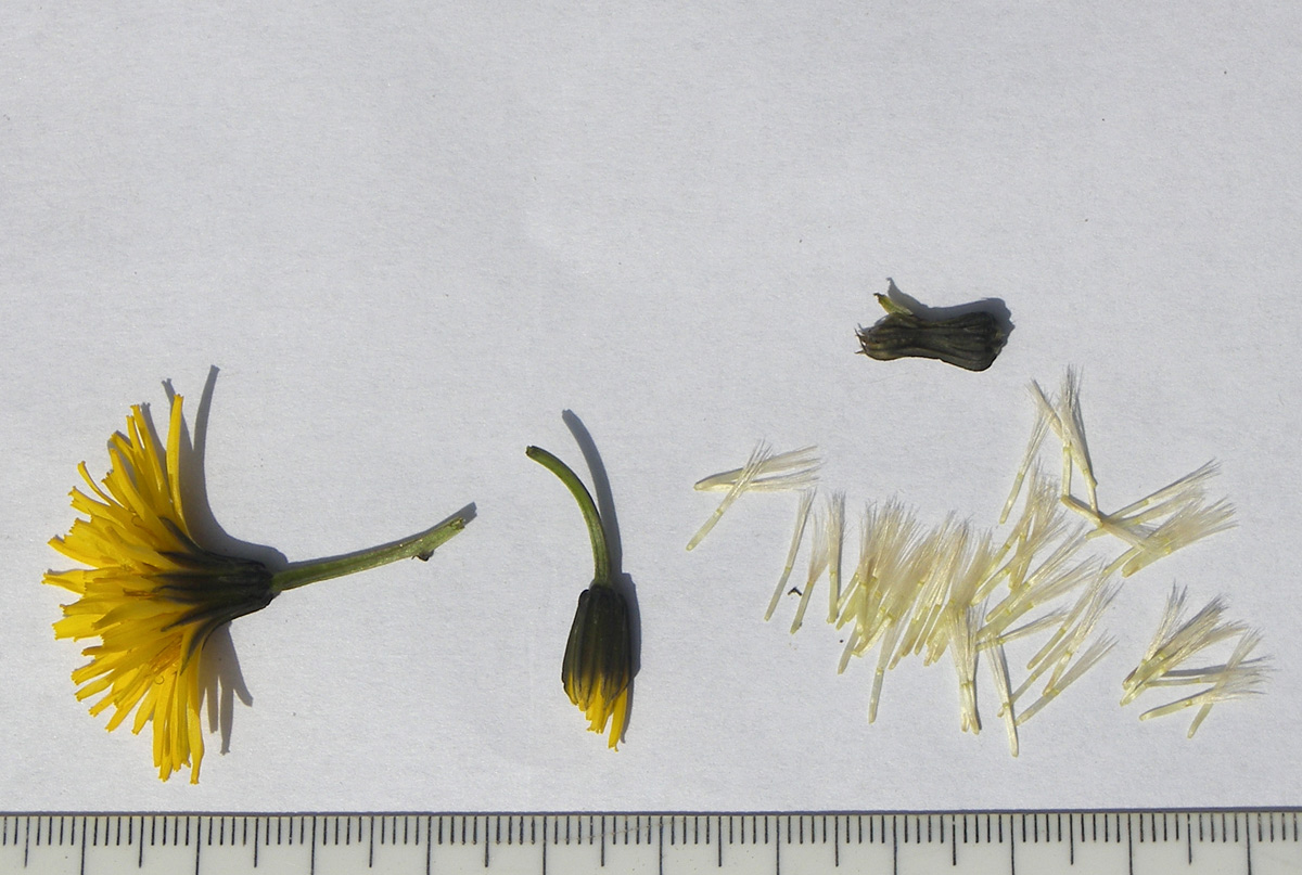 Image of Crepis caucasica specimen.