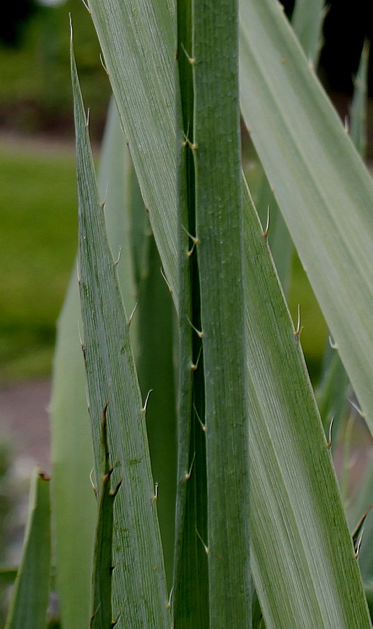 Image of Eryngium yuccifolium specimen.