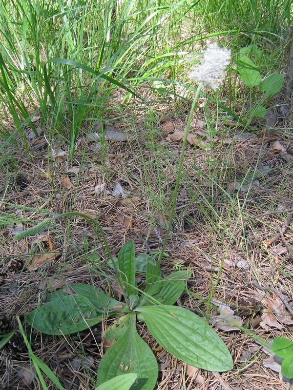 Image of Plantago media specimen.