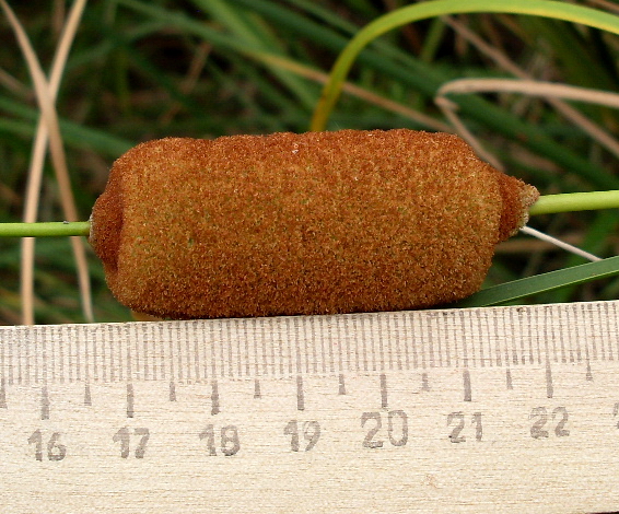 Image of Typha laxmannii specimen.