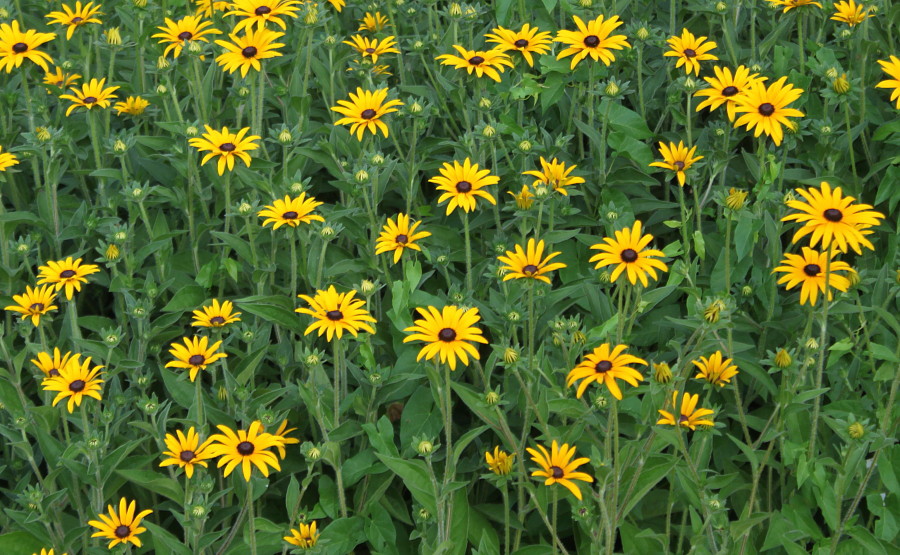 Image of Rudbeckia fulgida var. deamii specimen.