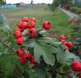 genus Crataegus