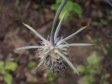 Eryngium planum. Отцветшее соцветие (вид со стороны обёртки). Владивосток, Ботанический сад-институт ДВО РАН. 7 сентября 2013 г.