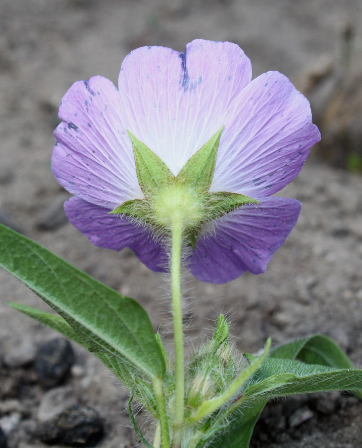 Image of Anoda cristata specimen.