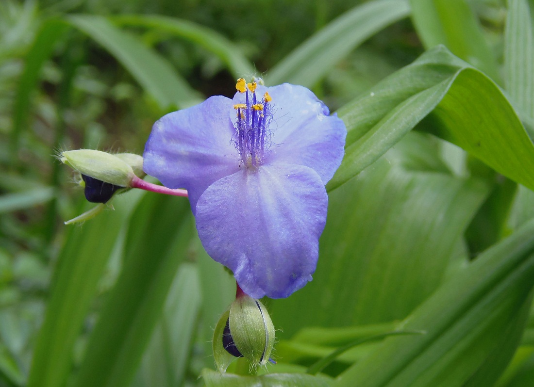 Image of Tradescantia virginiana specimen.