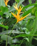 Heliconia angusta. Верхушка побега с соцветием. Таиланд, национальный парк Си Пханг-нга. 19.06.2013.
