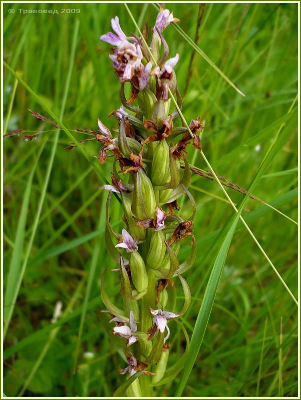 Image of Dactylorhiza fuchsii specimen.