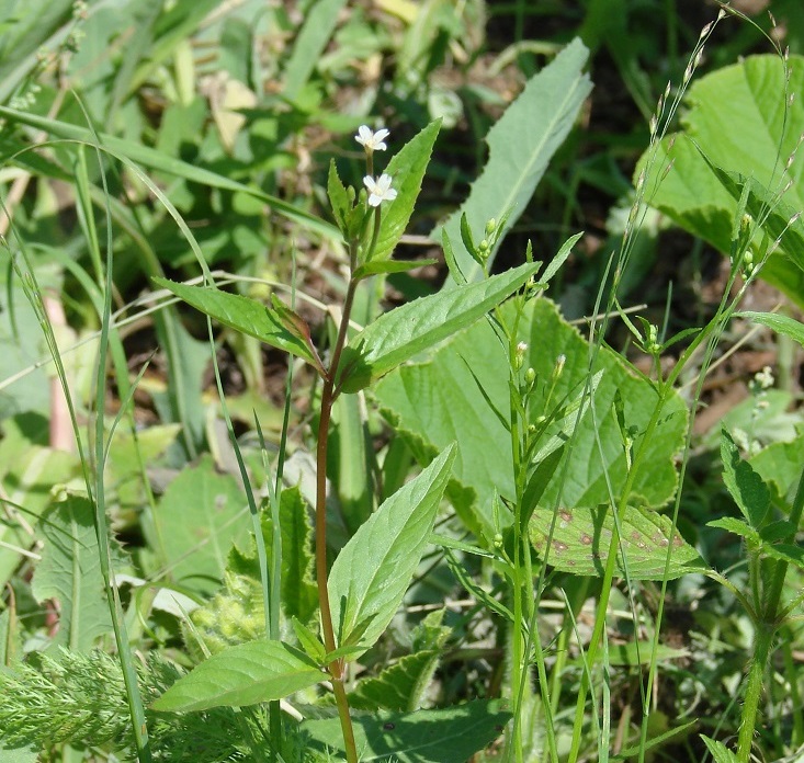 Image of Epilobium pseudorubescens specimen.