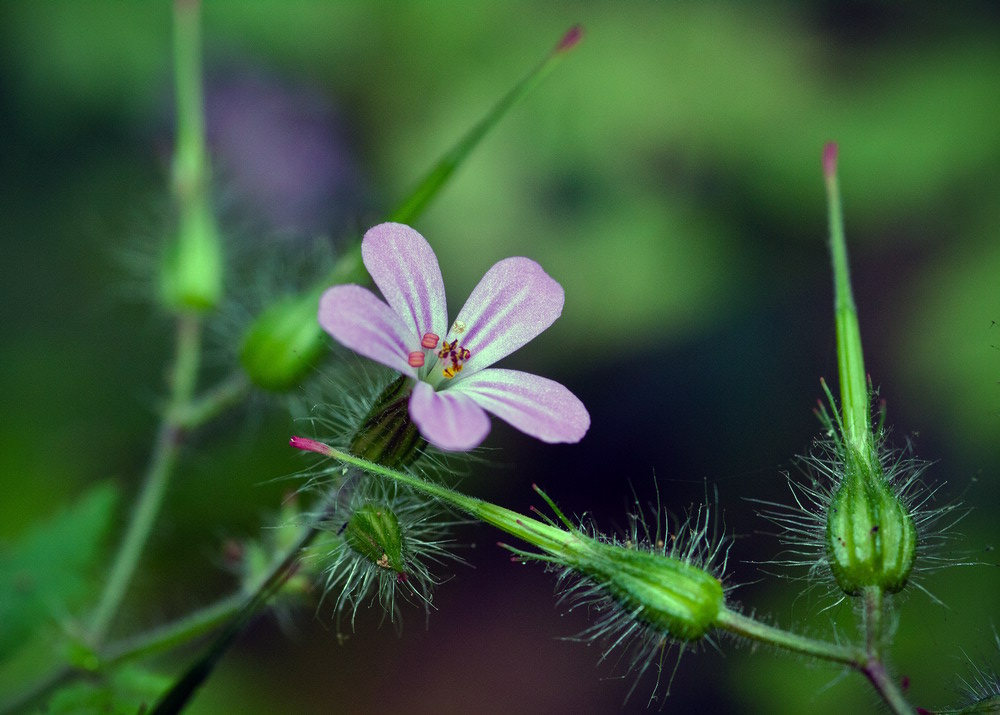 Изображение особи Geranium robertianum.