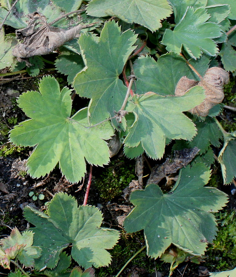 Изображение особи Alchemilla decumbens.