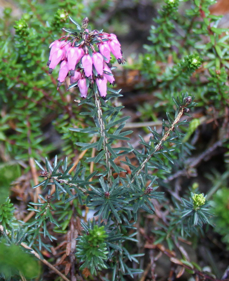 Image of Erica carnea specimen.