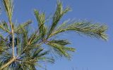 Pinus armandii. Ветка. Германия, г. Дюссельдорф, Ботанический сад университета. 10.03.2014.