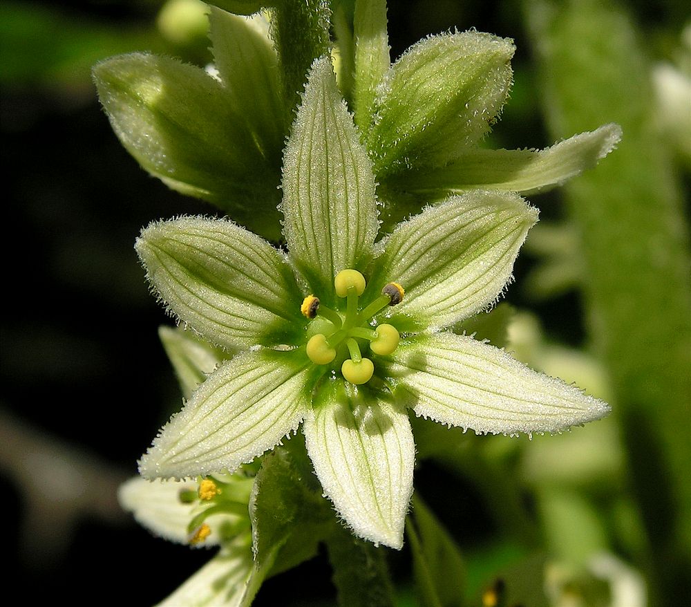 Image of genus Veratrum specimen.