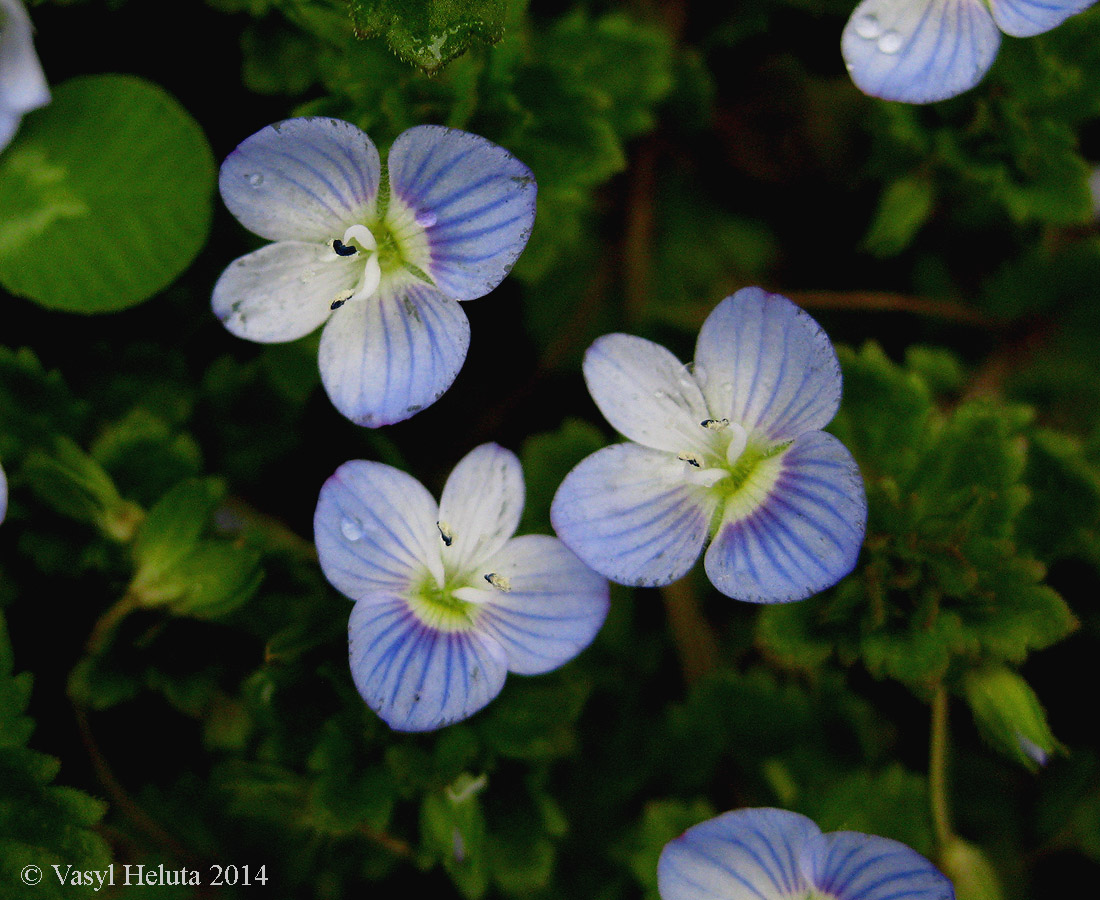 Изображение особи Veronica filiformis.