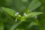 Myosotis sparsiflora. Цветки и листья. Ставропольский край, Бештаугорский заказник. 04.05.2014.