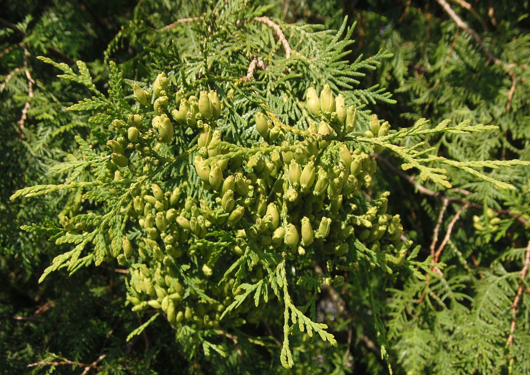 Изображение особи Thuja occidentalis.