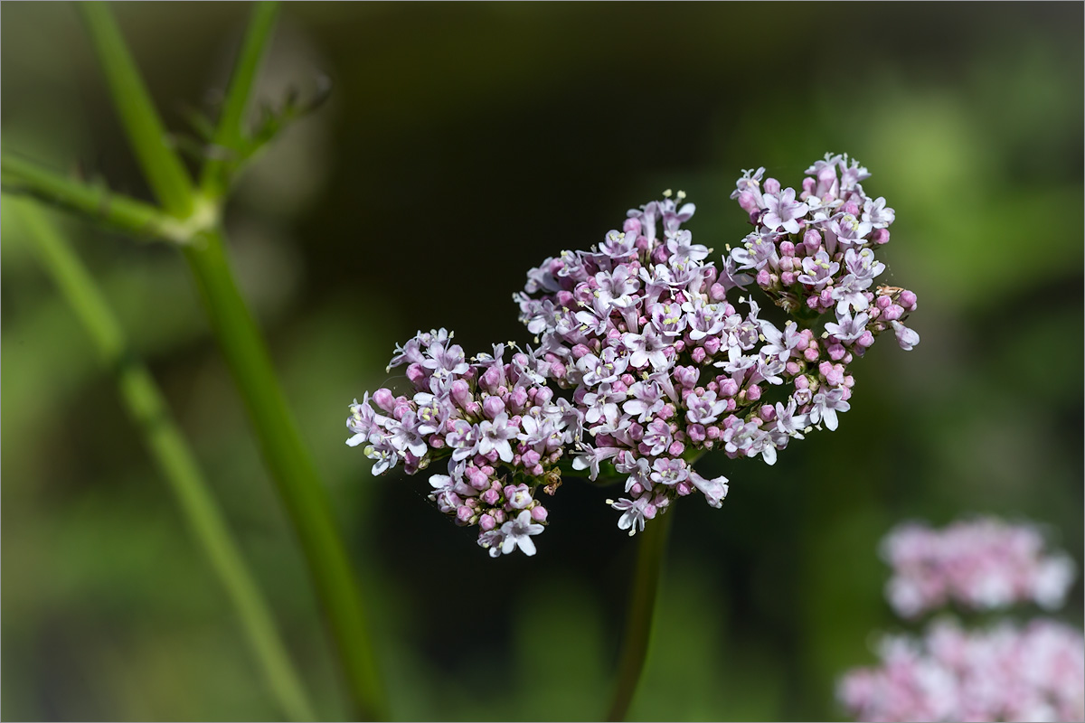 Изображение особи Valeriana officinalis.