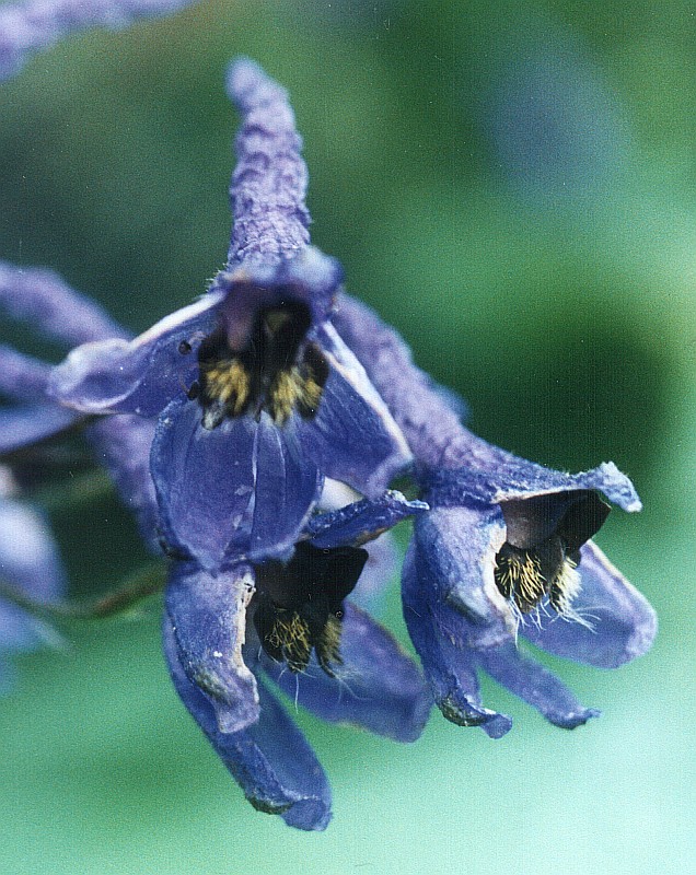 Изображение особи Delphinium elatum.