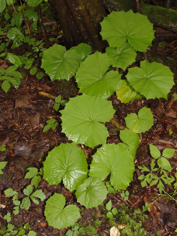 Изображение особи Tussilago farfara.