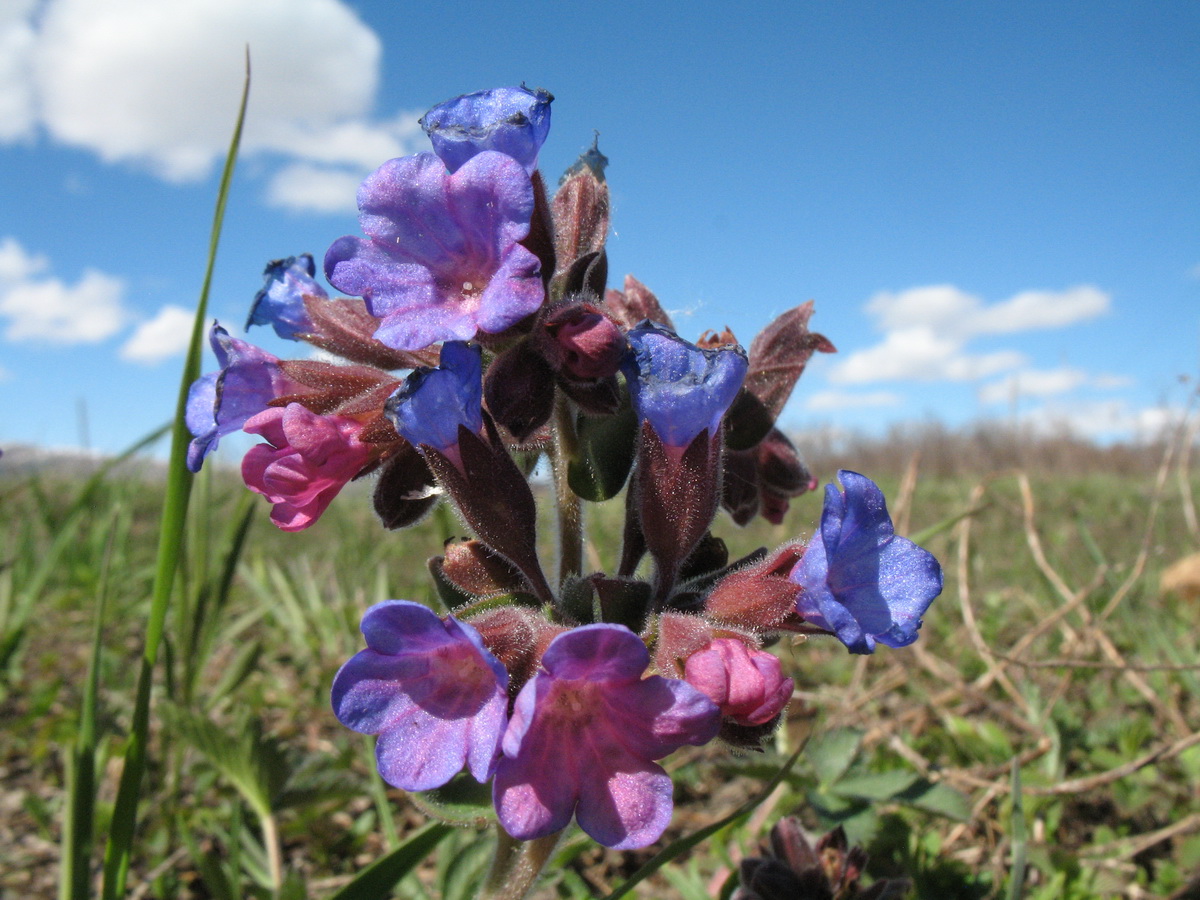 Изображение особи Pulmonaria mollis.