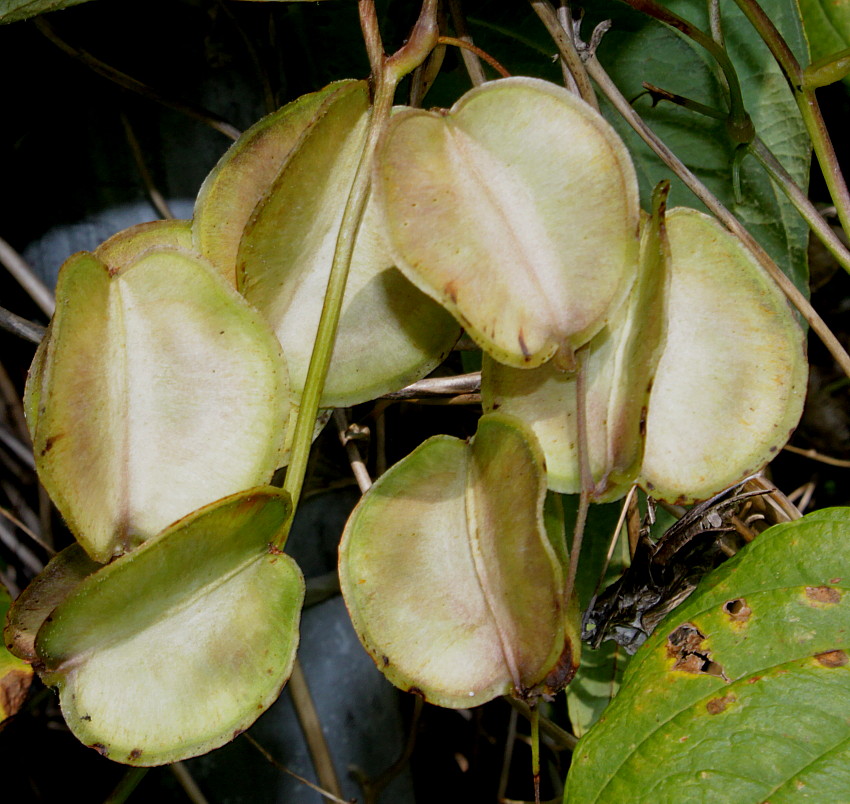 Изображение особи Dioscorea villosa.