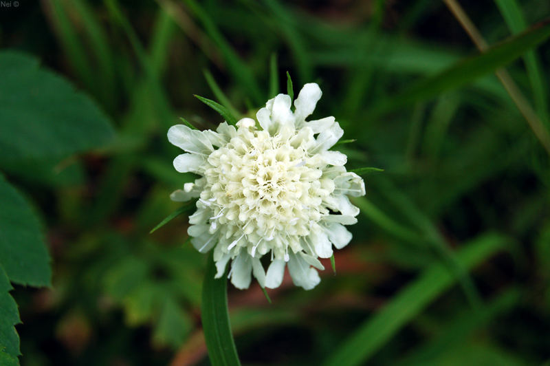 Image of Scabiosa ochroleuca specimen.