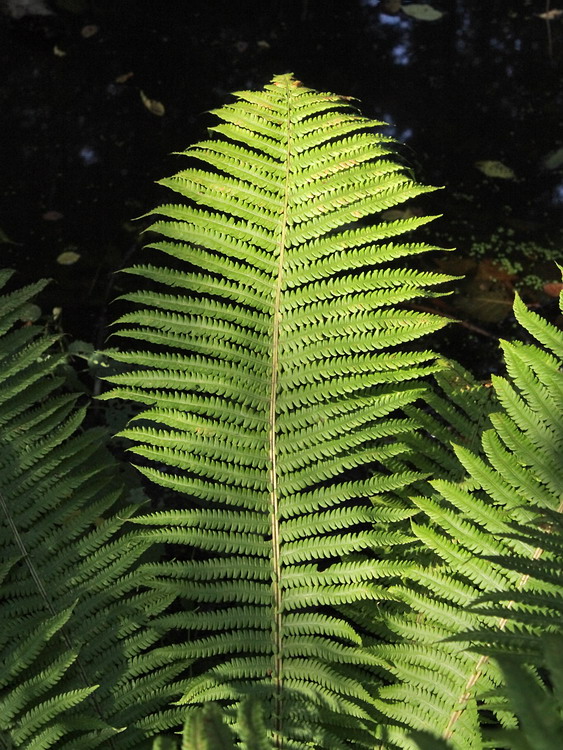 Изображение особи Matteuccia struthiopteris.