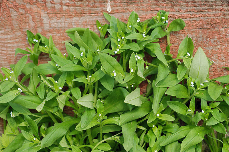 Image of Myosotis sparsiflora specimen.